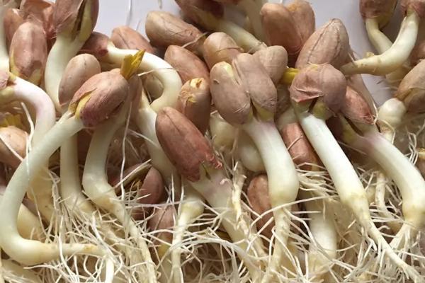 花生苗怎么做著好吃，附3種常見炒法
