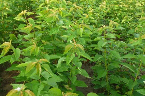 網上買的櫻桃苗能結果嗎？靠譜嗎？怎么上盆？