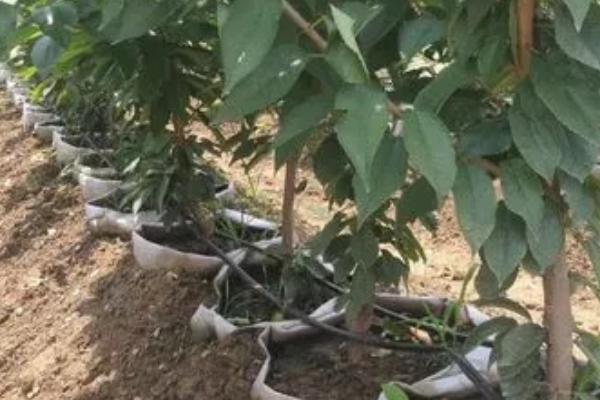 網上買的櫻桃苗能結果嗎？靠譜嗎？怎么上盆？