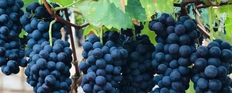 夏黑葡萄膨大最佳方案，附膨大劑專用配方（什么時候打）