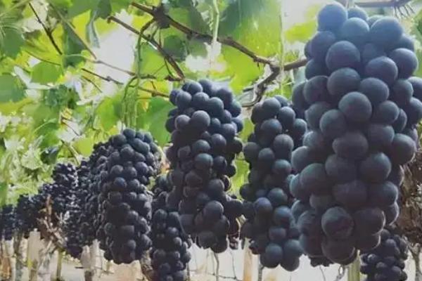 夏黑葡萄膨大最佳方案，附膨大劑專用配方（什么時候打）