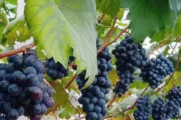 夏黑葡萄膨大最佳方案，附膨大劑專用配方（什么時候打）