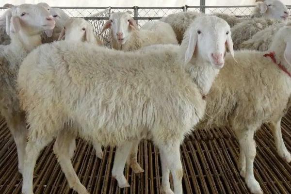 湖羊養殖利潤分析