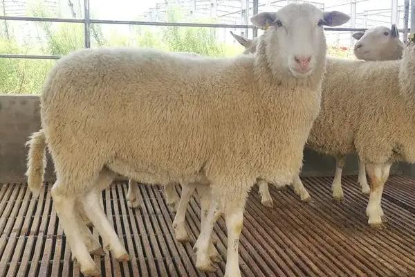 湖羊養殖利潤分析