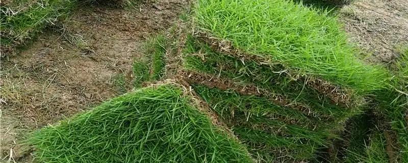 草皮多少錢一平方，附常見的草皮品種及價格
