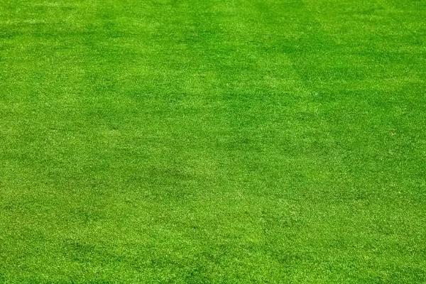 草皮多少一平方，附常見的草皮品種及價格