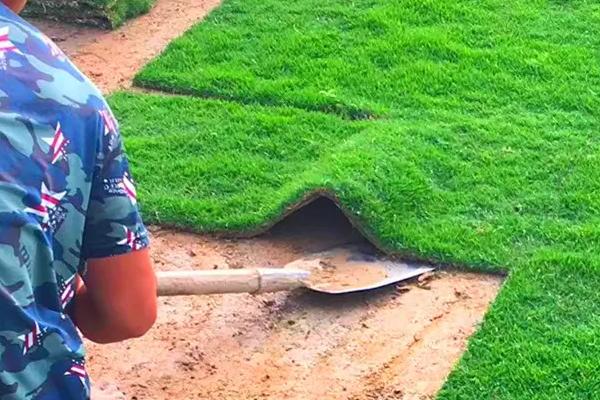 草皮多少一平方，附常見的草皮品種及價格