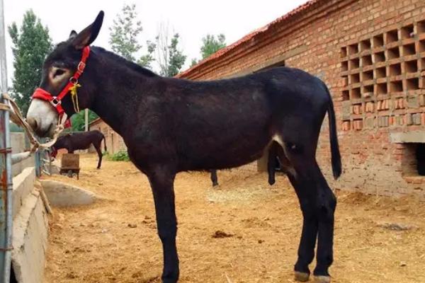 養驢掙錢為什么沒人養