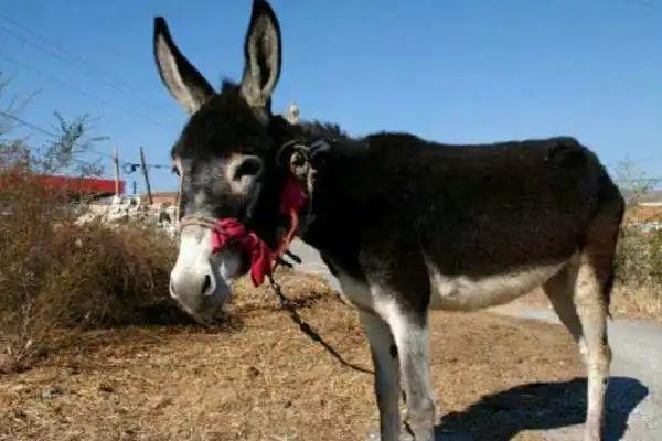 養驢掙錢為什么沒人養