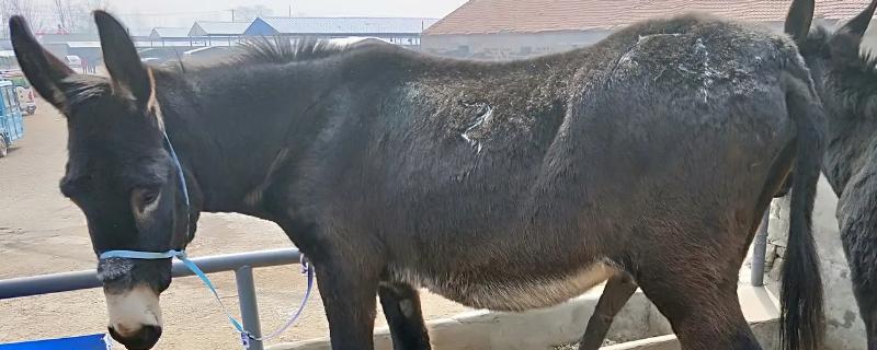 養(yǎng)驢掙錢(qián)為什么沒(méi)人養(yǎng)，養(yǎng)驢國(guó)家有補(bǔ)貼嗎