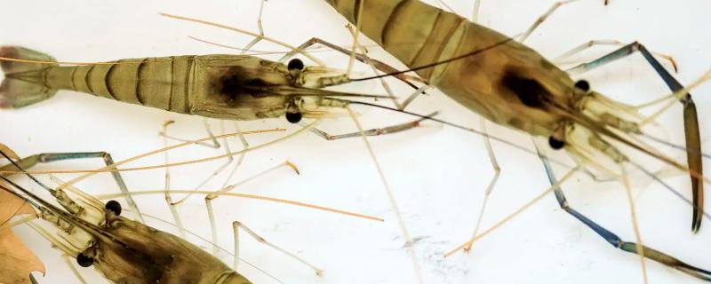 淡水蝦養(yǎng)殖一畝利潤多少