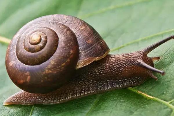 養(yǎng)5000蝸牛一年利潤多少