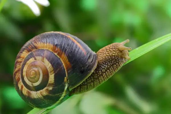 養(yǎng)5000蝸牛一年利潤多少