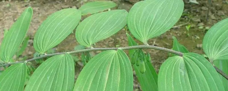 藥材黃精的種植方法，附黃精的種植效益