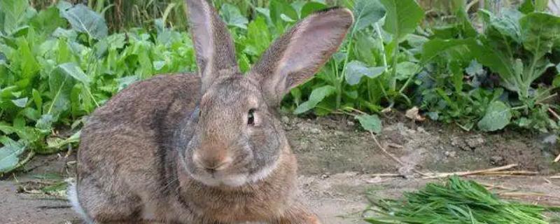 養殖兔子利潤多少，附養殖方法