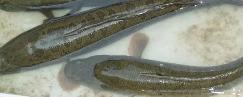 一畝黑魚養(yǎng)殖成本，附養(yǎng)殖方法