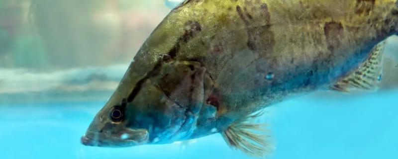 桂魚養殖條件和成本，桂魚以什么為食