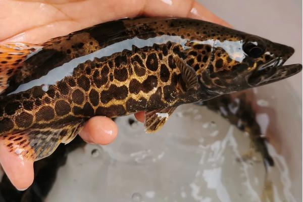 桂魚養殖條件和成本