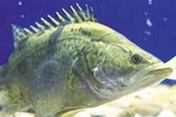 桂魚養殖條件和成本