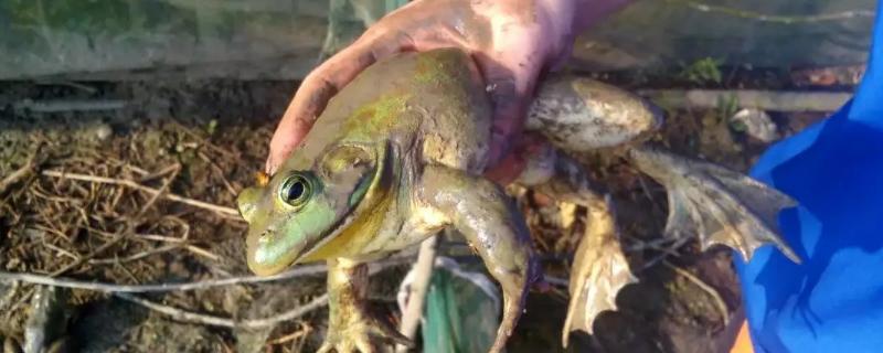 養殖牛蛙一畝需要投資多少，需要辦理什么手續