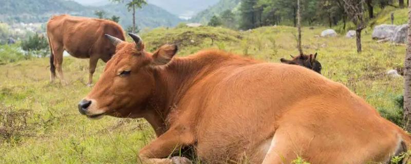 養50頭牛一年利潤多少，附牛體重對照表