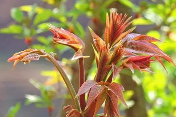 不愁銷路的種植項目