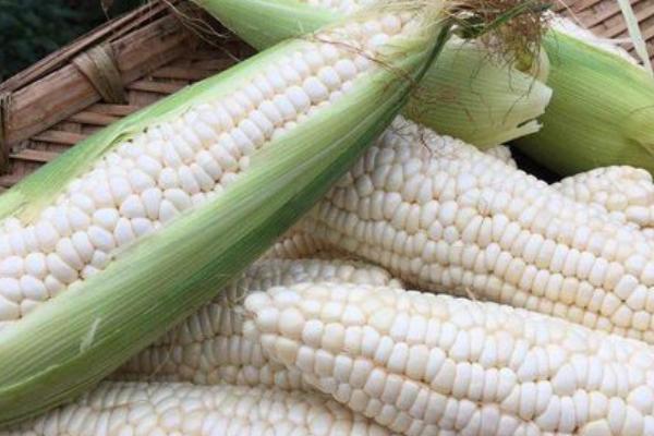 不愁銷路的種植項目