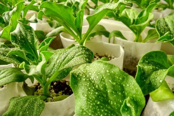 不愁銷路的種植項目