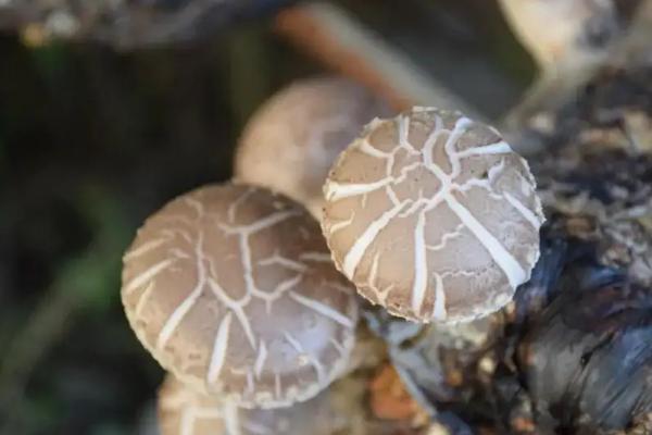 不愁銷路的種植項目