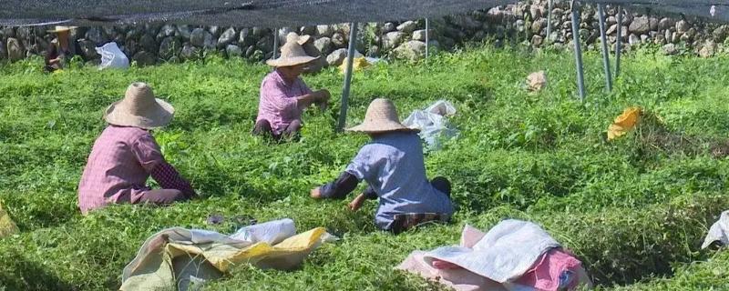 不愁銷路的種植項(xiàng)目，這幾個(gè)不愁沒(méi)銷路