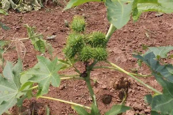 種蓖麻一畝地純收入