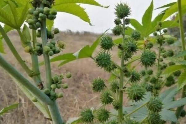 種蓖麻一畝地純收入