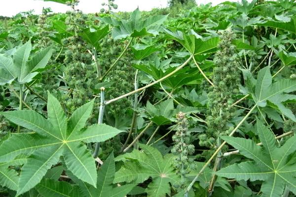 種蓖麻一畝地純收入