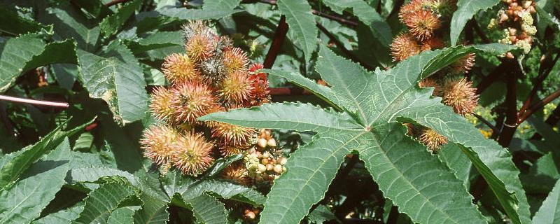 種蓖麻一畝地純收入