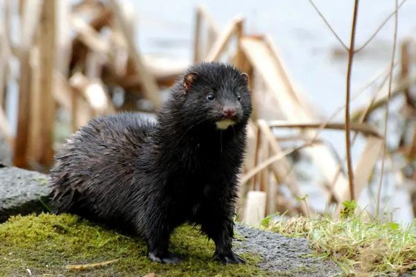 水貂一只能賣多少元