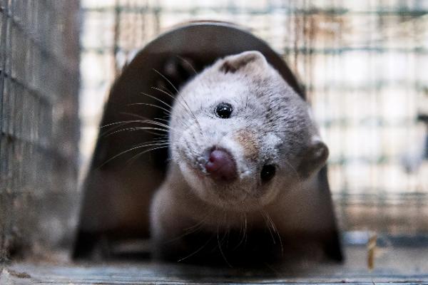 水貂一只能賣多少元