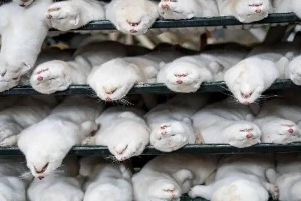 水貂一只能賣多少元