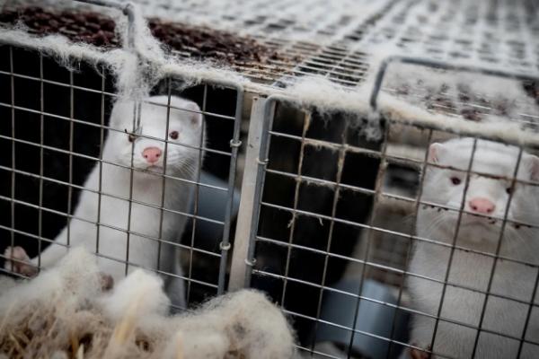 水貂一只能賣多少元