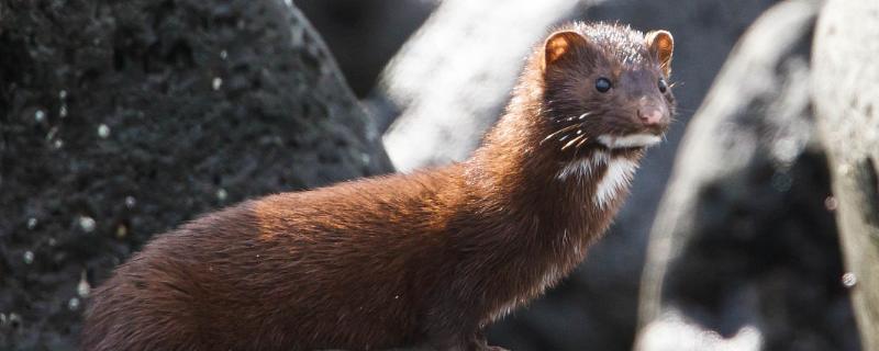 水貂一只能賣多少元