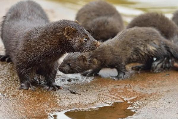 水貂一只能賣多少元
