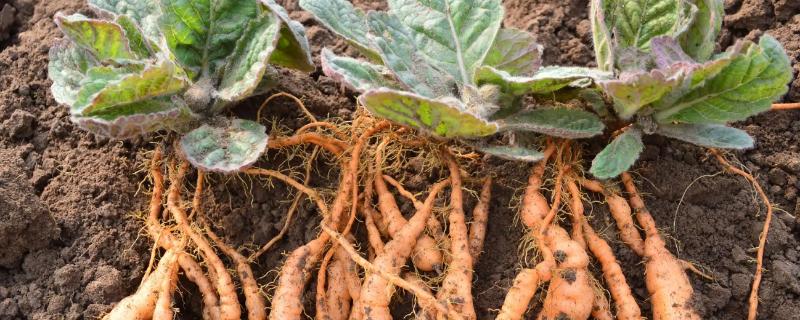 種植地黃一畝利潤多少，成本是多少