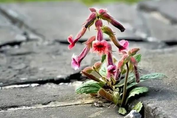 種植地黃一畝利潤多少,成本是多少