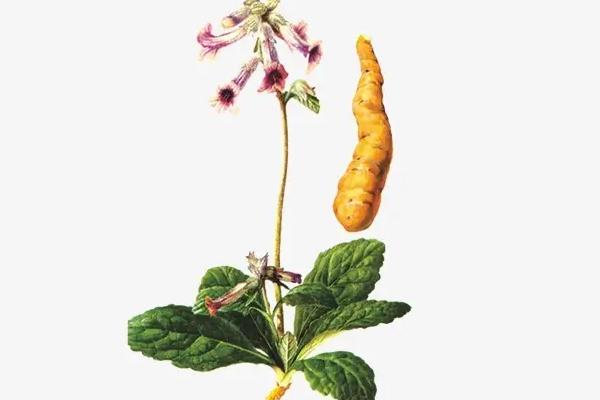 種植地黃一畝利潤多少,成本是多少