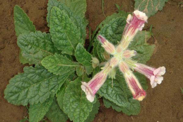 種植地黃一畝利潤多少,成本是多少