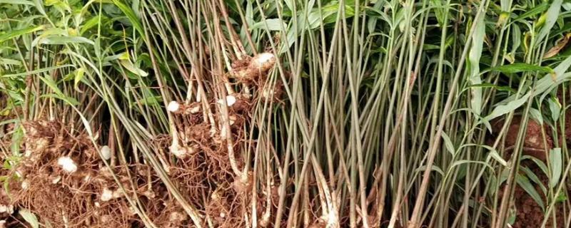 種植黃精一畝需要多少成本，利潤是多少