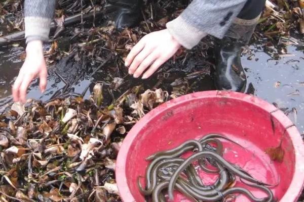 農村黃鱔養殖效益分析