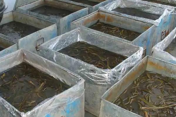 農村黃鱔養殖效益分析