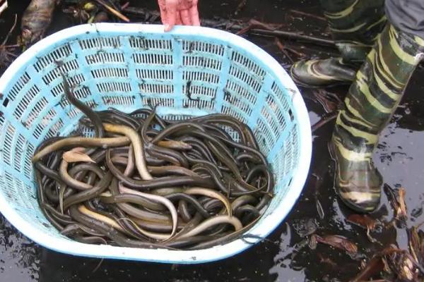 農村黃鱔養殖效益分析