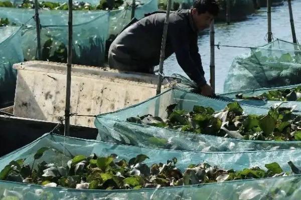 農村黃鱔養殖效益分析