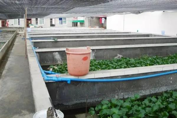 農村黃鱔養殖效益分析